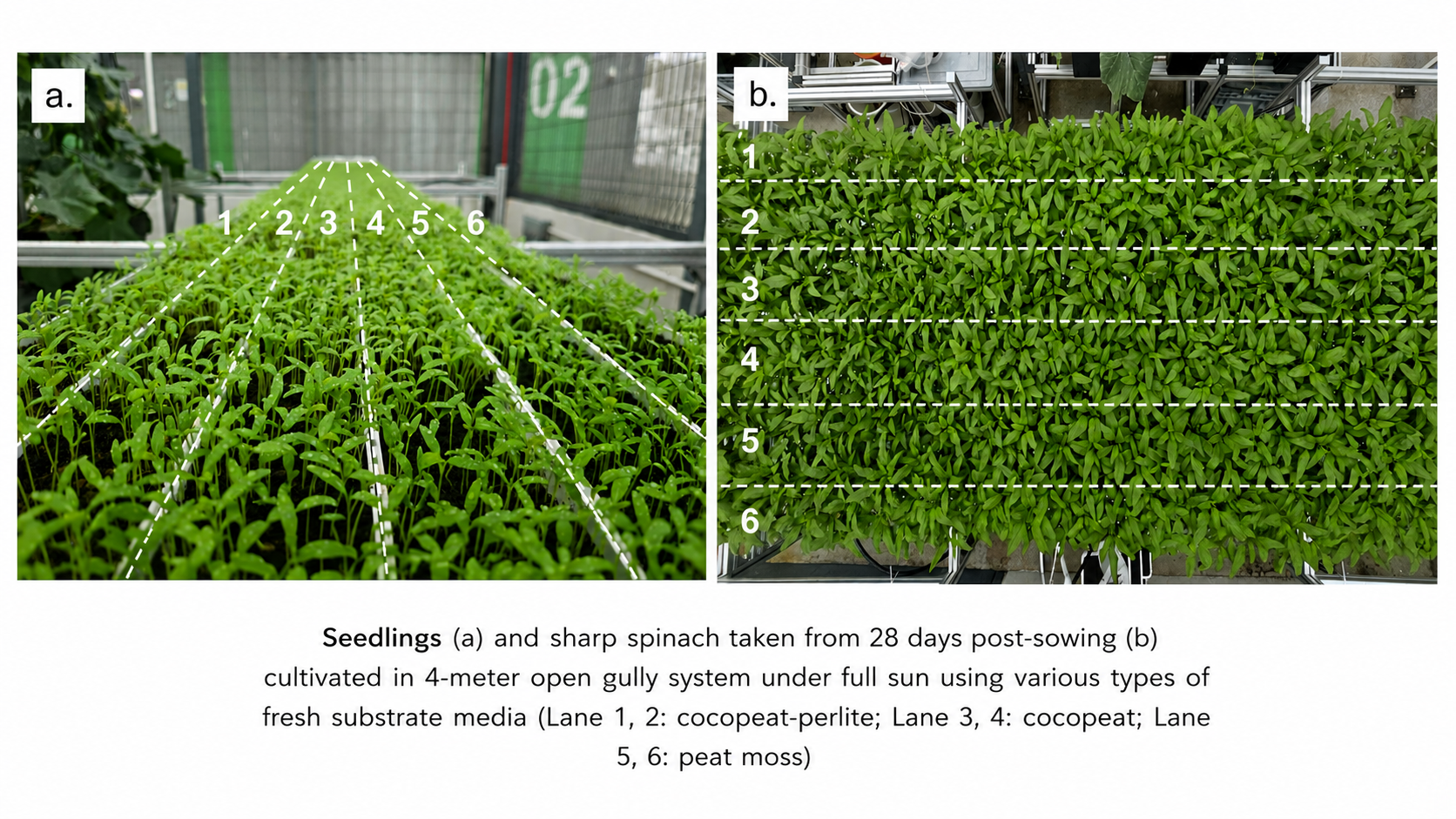 remodelled open gully cultivation system featuring a side water-flow design